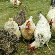 Клетки для курицы использовали шестиугольную проволочную сетку